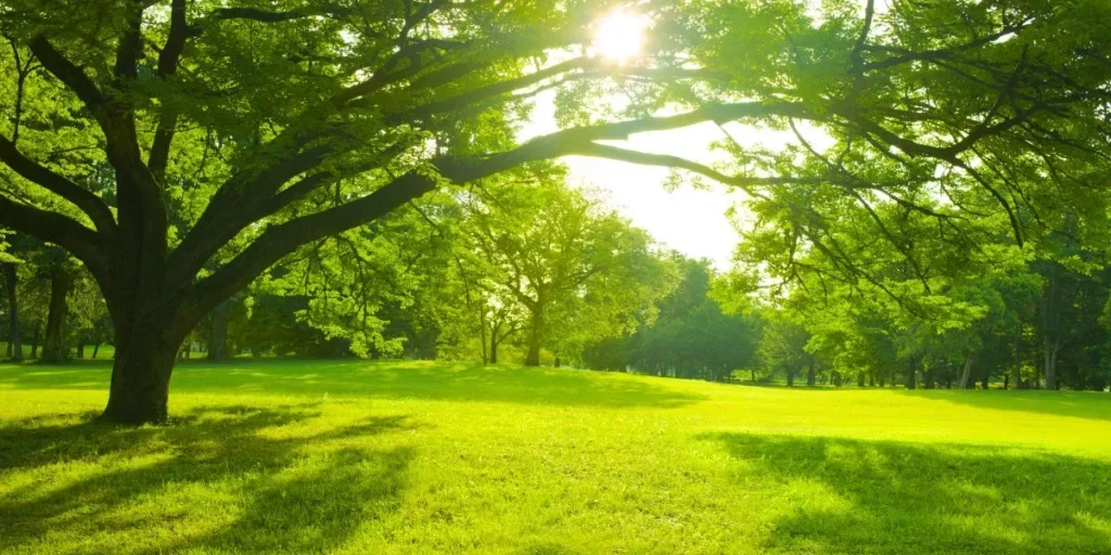 What Are the Key Elements of a Sustainable Garden?