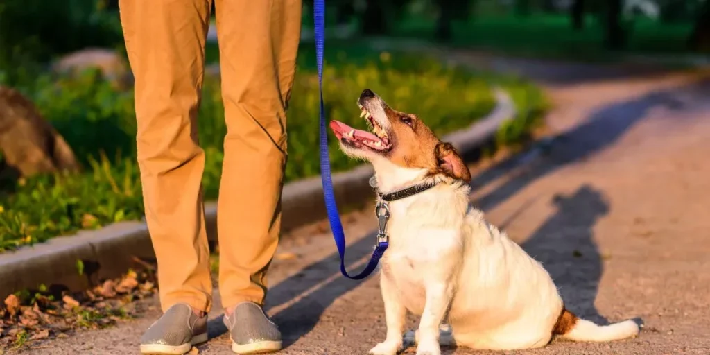 How Can You Ensure Your Pet Is Visible During Nighttime Walks Outdoors?