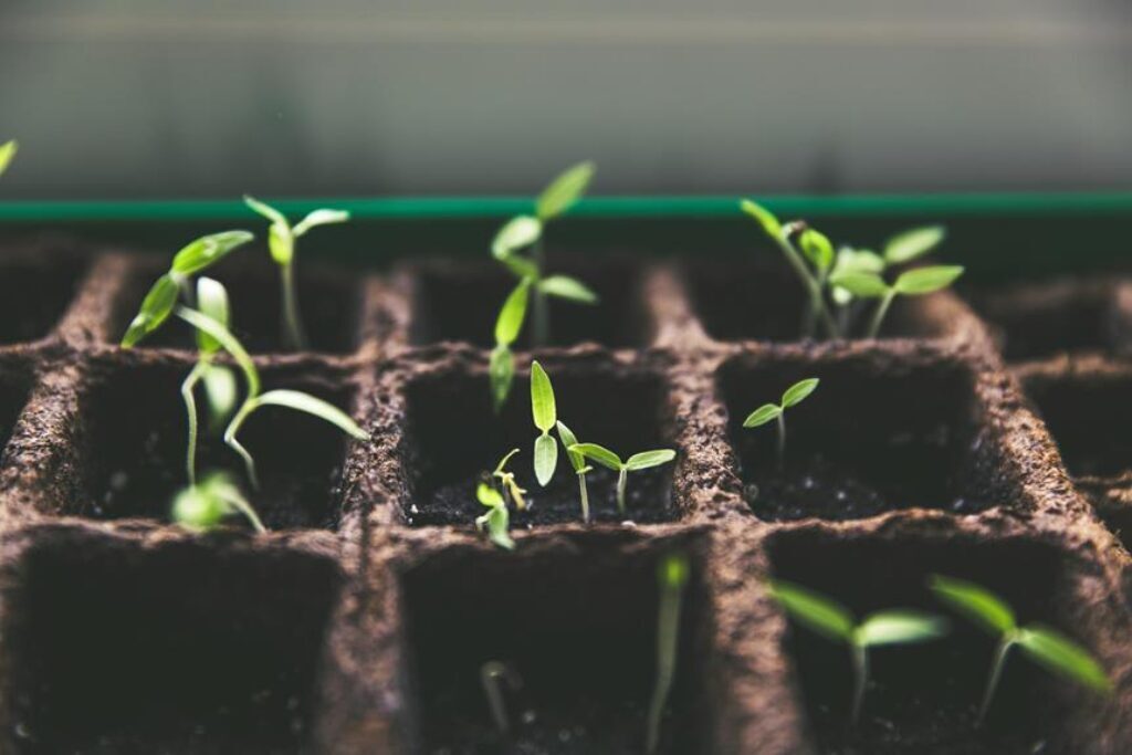 How Can You Propagate Plants Like a Pro?