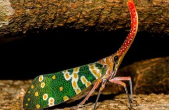 Why Do Exotic Pets Need Specialized Enclosures and Habitat Setups?